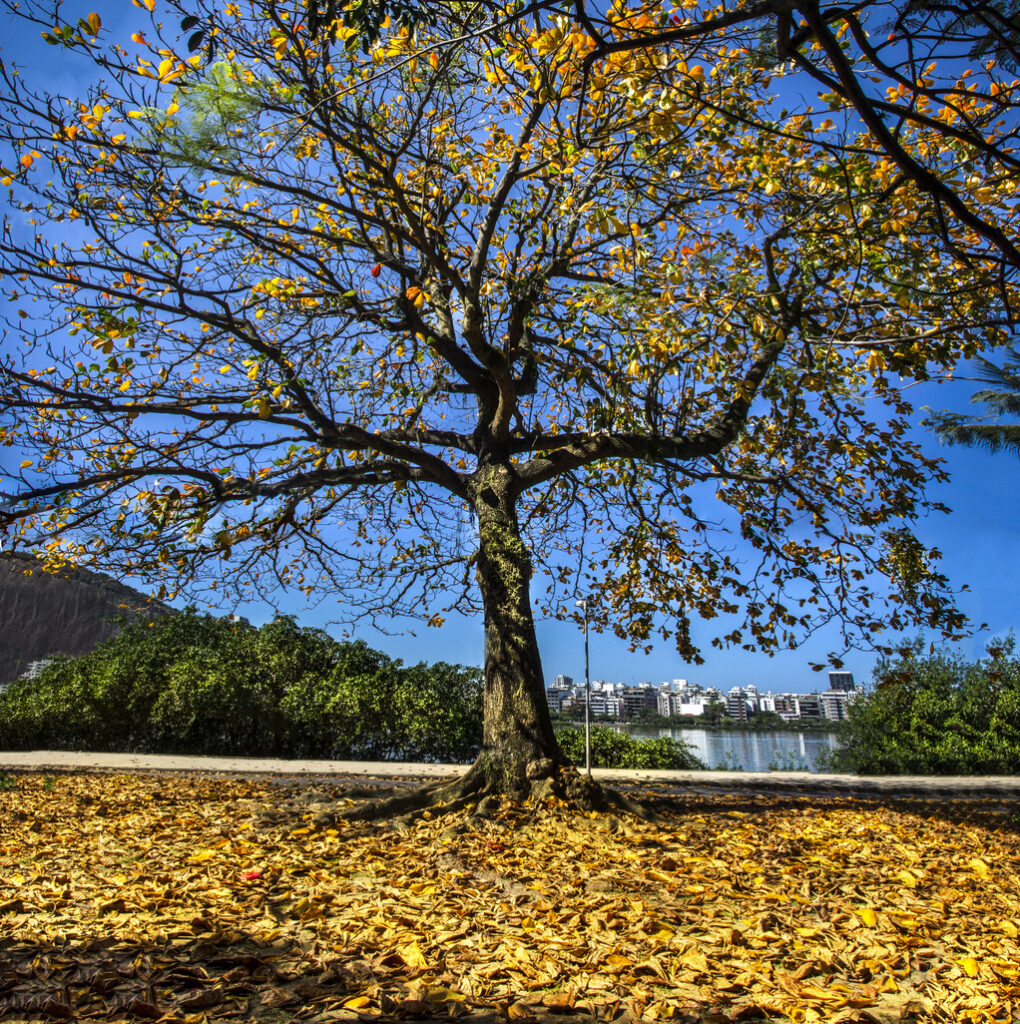 outono, peeling, renovação